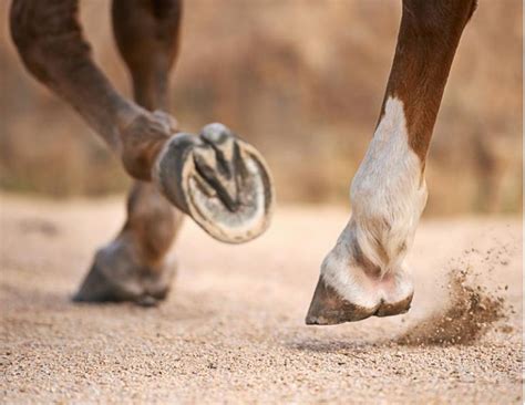 Mzgic Cision and Natural Horsemanship: A Perfect Combination for Barefoot Horses
